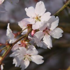 5038838004407 1 Prunus X Sub Autumnalis Rosea 12l.JPG
